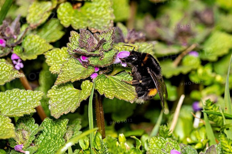 A bumblebee collects nectar from a purple flower surrounded by green leaves in spring, a White-tailed Bumblebee near Herleshausen in Germany (Bombus lucorum)