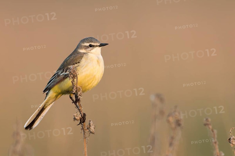 Sykes Wagtail - Schafstelze - Motacilla flava ssp. beema, Russia, adult female