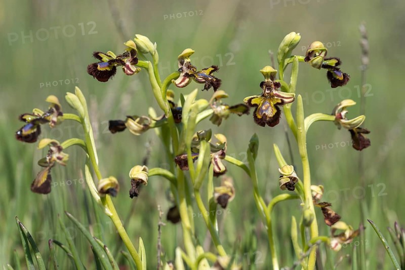 Granelli, Italy, Ophrys Ciliata, Ophrys Speculum, Orchidaceae, Orchids, Orchid Plants, Pantani Cuba and Longarini, Spiegel Ragwurz, Migratory Bird Sanctuary Pantani Cuba & Longarini, Flora, Italy, Mirror Orchid, Plants, Sicily, Foundation for Biodiversity