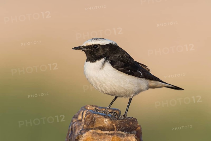 Mourning Wheatear (Oenanthe lugens) male, Eilat, Israel