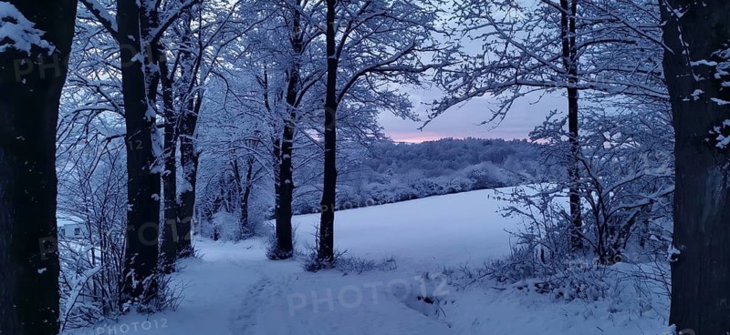 A snowy forest trail in pink evening light surrounded by quiet winter trees, Kronach, hiking in winter in the Frankenwald nature park Park, Upper Franconia