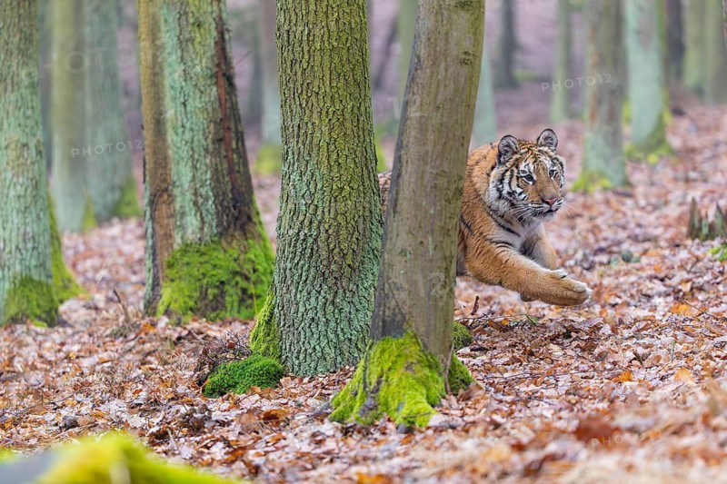 One young female Siberian Tiger, Panthera tigris altaica, running thru a forest