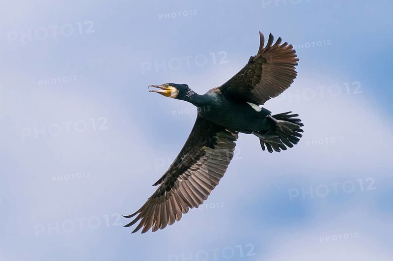 Cormorant (Phalacrocorax carbo) in flight, Stralsund, Mecklenburg-Western Pomerania, Germany