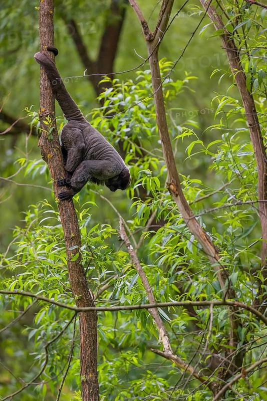 A common woolly monkey, brown woolly monkey, or Humboldt's woolly monkey (Lagothrix lagothricha) climbs in a tree