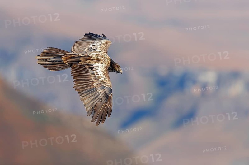 Bearded vulture, bearded vulture (Gypaetus barbatus), Gypaetus barbatus meridionalis, Giant's Castle Hide, Imbabazane Local Municipality, KwaZulu-Natal, South Africa