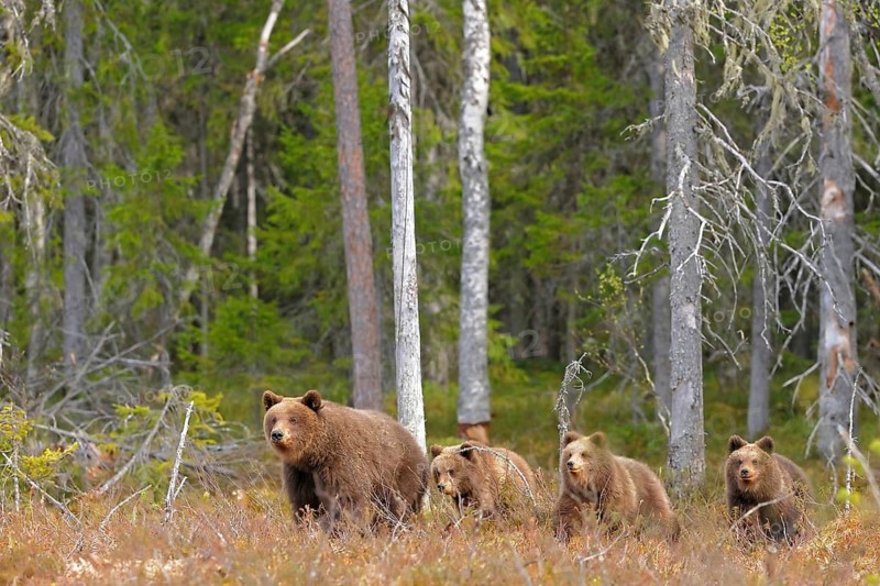 Brown Bear, Sow with Cubs, North East Finland Brown bear, mother with cubs. Northeast Finland