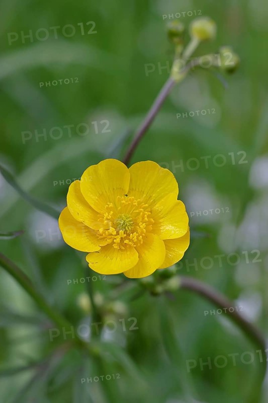 Buttercup, sharp-leaved buttercup (Ranunculus acris), yellow flower in a meadow, close-up, Wilnsdorf, North Rhine-Westphalia, Germany