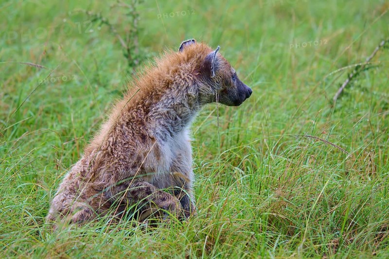 A hyena sits alertly in the tall grass of a green meadow, spotted hyena (Crocuta crocuta), Masai Mara National Reserve, Narok County, Kenya