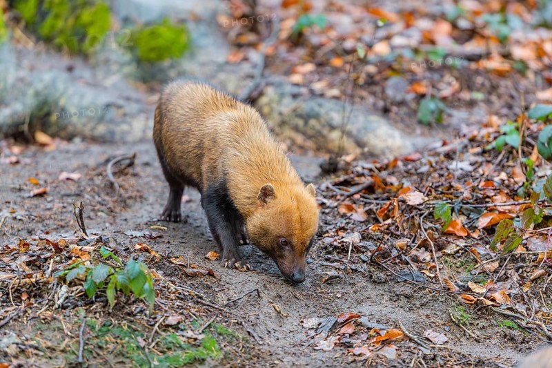 One Bush dog (Speothos venaticus) walking thru deforested area with dead leaves on the hilly ground in a former forest. Near threatened. Suriname, Guyana, Brazil and Peru