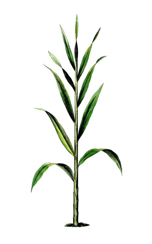 Green cardamom, Elettaria cardamomum, school picture, illustration, reproduction from a model from the 19th century. School picture, mural, authentic, file restored for optimal use, exact date of original unknown, historical