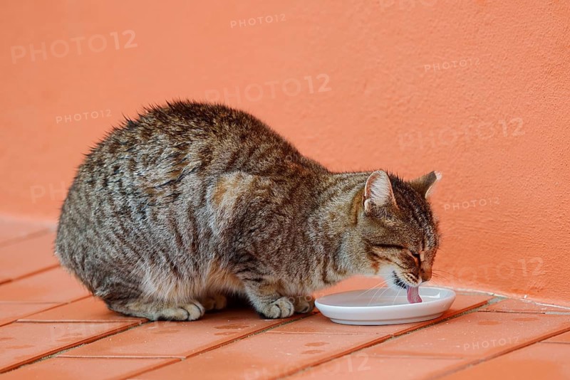 House cat drinks milk from a small bowl, Algarve, Portugal