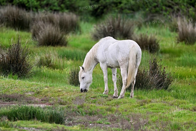 Camargue horse (Equus caballus), grazing in a meadow, Saintes-Marie-de-la-Mer, Camargue, southern France, France