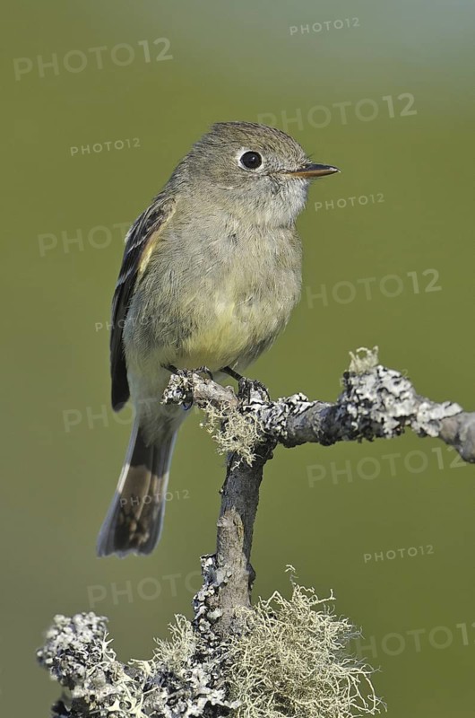 Hammond's Flycatcher (Empidonax hammondii), British Columbia, Canada