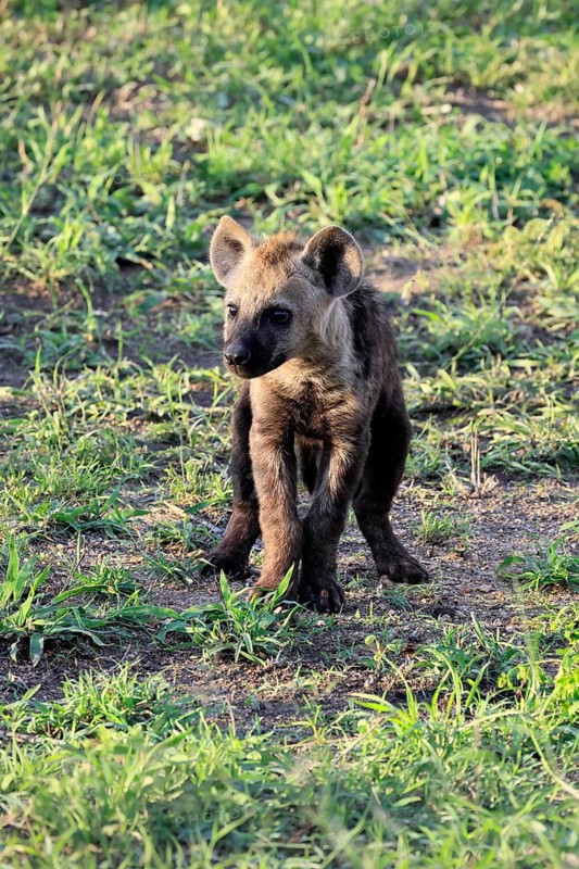 Spotted hyena (Crocuta crocuta), spotted hyena, young, alert, Kruger National Park, Kruger National Park, South Africa