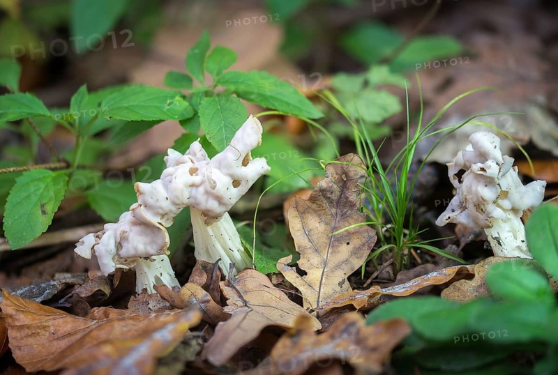 Costapeda crispa, helvella alba, helvella monacella, helvella nigricans, helvella nivea, helvella pallida, helvella sulcata, autumn lornel, curly lorchel, phallus costatus, phallus crispus, fungi, mushrooms, white saddle