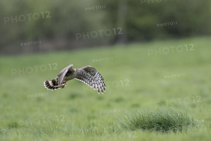 Hen harrier (Circus cyaneus), Emsland, Lower Saxony, Germany
