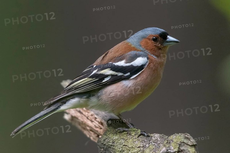 Chaffinch, Fringilla Coelebs, Birds, Passeri, Songbirds, Birds