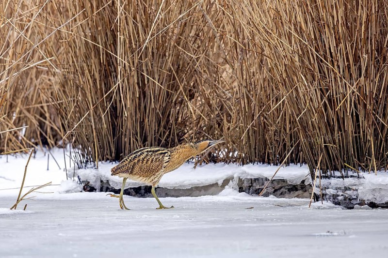 Eurasian bittern, great bittern (Botaurus stellaris) foraging well camouflaged in the snow in dense reed bed, reedbed along lake shore in winter