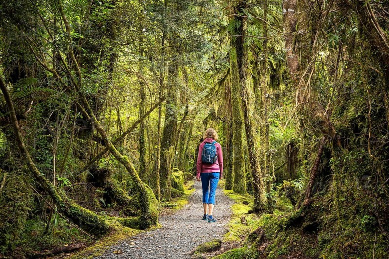 Female hiker on hiking trail through wooded landscape with mossy trees. Minnehaha Walk, Fox Glacier Area, Westland Tai Poutini National Park, West Coast, South Island, New Zealand