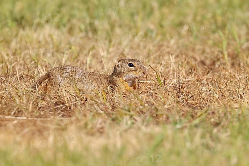 European ground squirrel (Spermophilus citellus) in a meadow, Burgenland Austria
