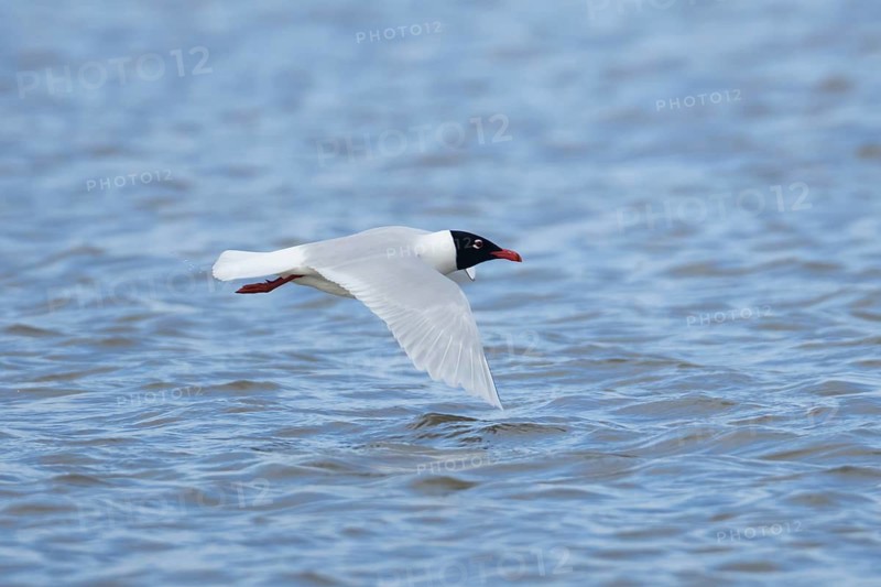 Mediterranean gull (Ichthyaetus melanocephalus) adult bird in summer plumage flying, England, United Kingdom