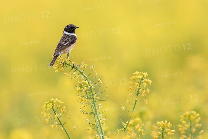 European Stonechat (Saxicola rubicola) male perched in a rape field, Poland