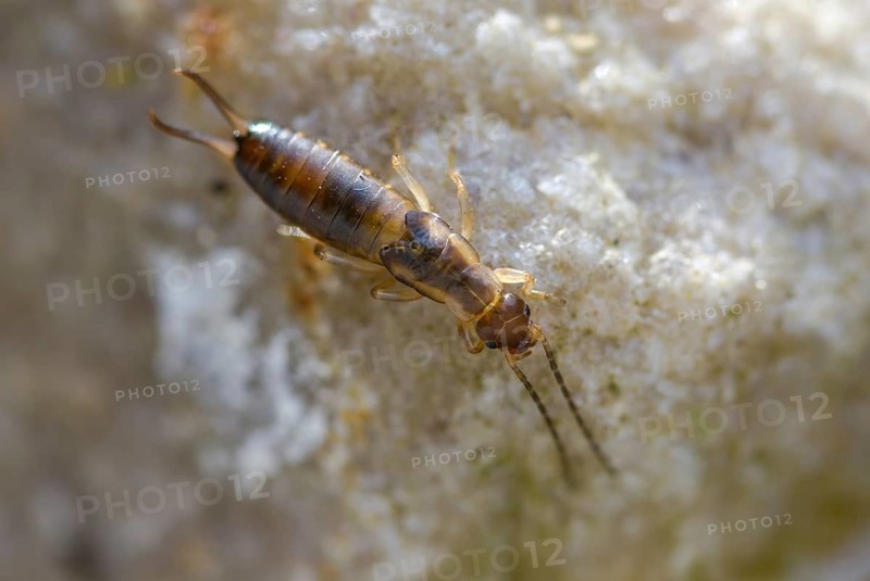 Dermaptera, earwigs, European earwig, forficula auricularia, common earwig, earworm, insects