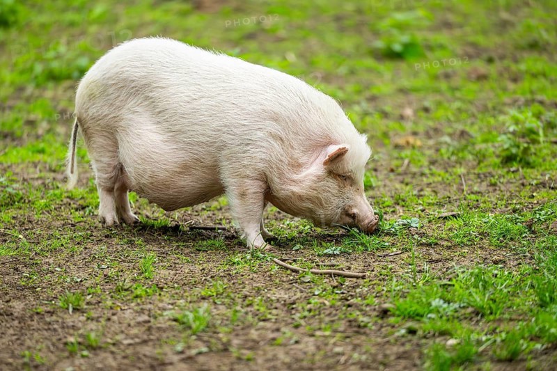 Vietnamese Pot-bellied pig, Bavaria, Germany
