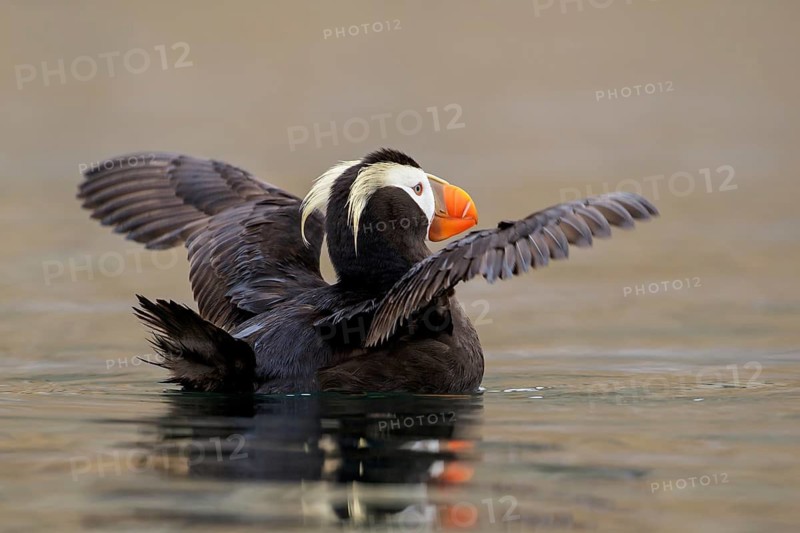 Tufted Puffin (Fratercula cirrhata) swimming on the ocean near the coast of Washington State, USA