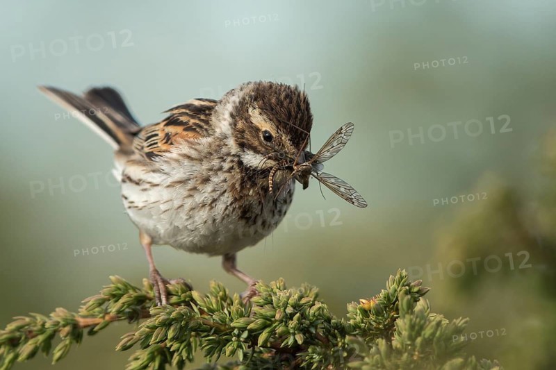 Common Reed Bunting (Emberiza schoeniclus) female with insects in its beak, Dalarna, Sweden