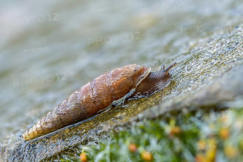 Wrinkled snail, laciniaria plicata, gastropoda, mollusca, snails, molluscs
