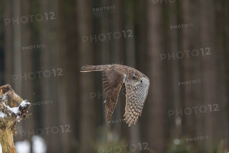 Northern goshawk, Accipiter gentilis, flying through a forest in winter and lands on a dead branch of a tree