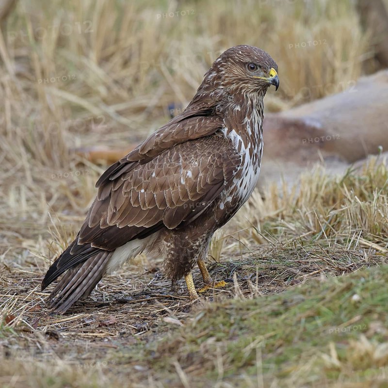 Common buzzard (Buteo buteo), perched in a meadow, Wilnsdorf, North Rhine-Westphalia, Germany