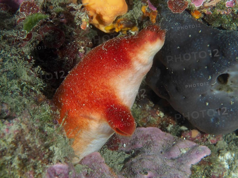 A red sea squirt (Halocynthia papillosa) on a colourful reef, dive site at the Cap de Creus Marine Reserve, Rosas, Costa Brava, Spain, Mediterranean Sea