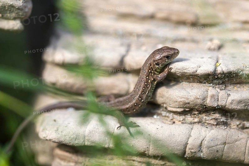 Lacerta agilis, sand lizard, critters, dry-stone wall, lizards, lizard, adolescent, juvenile, reptiles, lizards, reptilia, reptiles, drywall