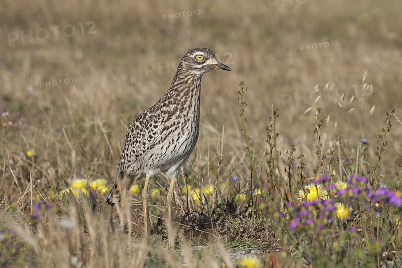 Kaptriel (Burhinus capensis), South Africa