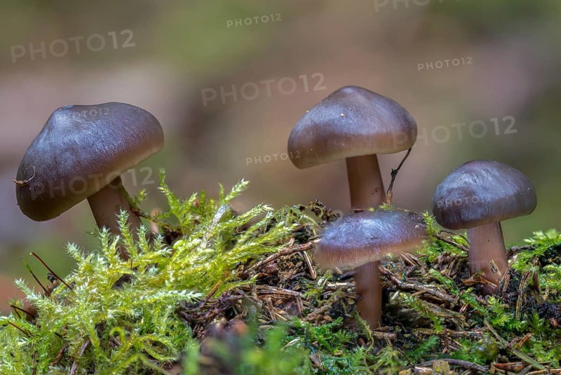 Agaricus butyraceus, buttery collybia, collybia butyracea, oily large turnip, chestnut brown pink porrot, chestnut red turnip, rhodocollybia butyracea, fungi, fungi, mushrooms