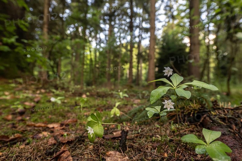 European seven-pointed star (Trientalis europaea), Emsland, Lower Saxony, Germany