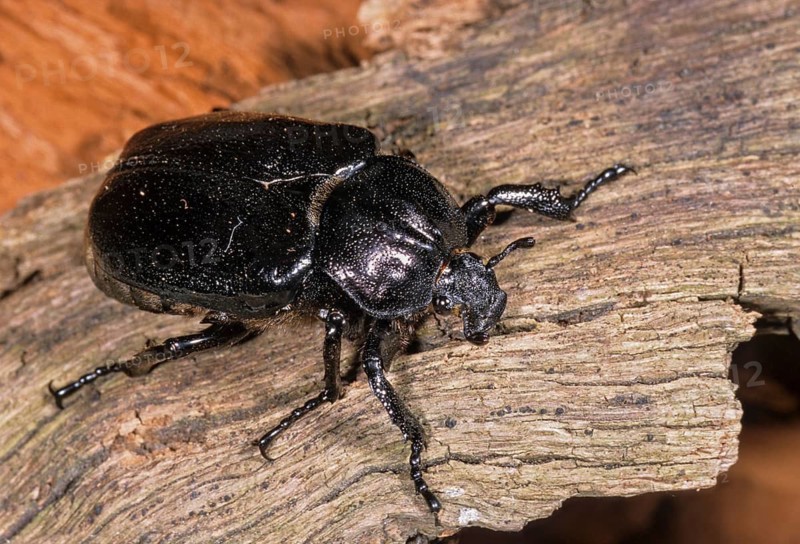 Hermit, Hermit Beetle, Juchten Beetle, Osmoderma Eremita, Beetle, Coleoptera, FFH, Insects, Beetles