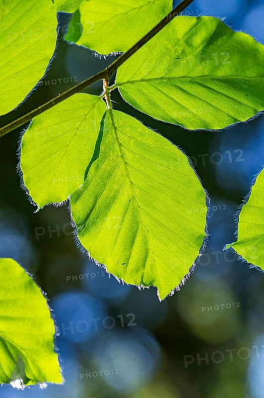 European beech (Fagus sylvatica) leafes against the blue sky in early summer near Regensburg, Upper Palatinate, Bavaria, Germany