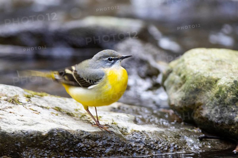 Grey wagtail (Motacilla cinerea) Germany