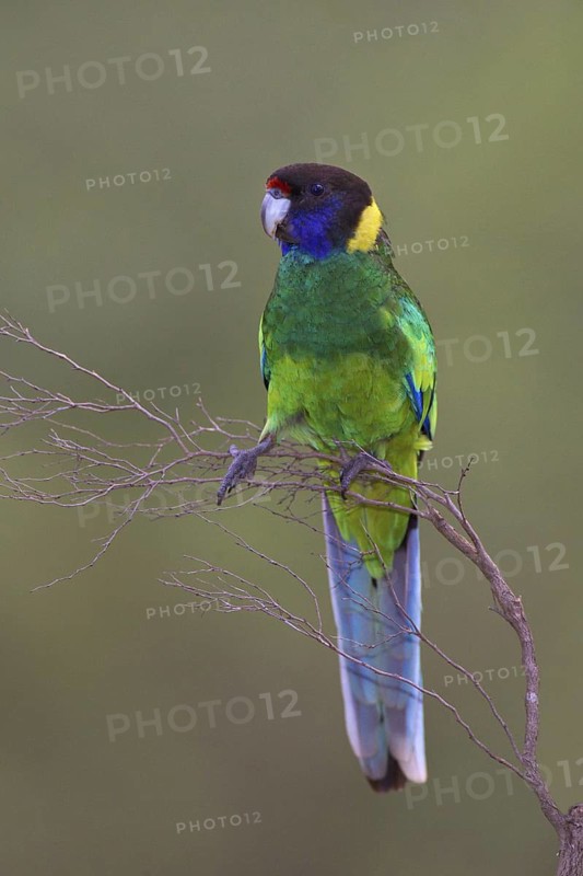 Twenty-eight Parrot (Barnardius zonarius semitorquatus), Western Australia, Australia