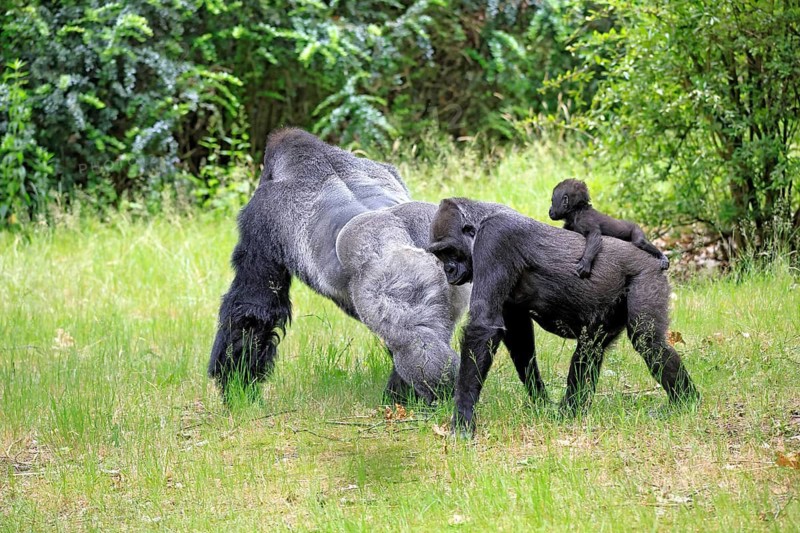 Western gorilla (Gorilla gorilla), adult, male, silverback, female, juvenile, baby, family, on the ground