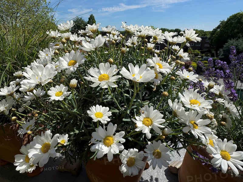 Blossoms of daisies (Leucanthemum), international