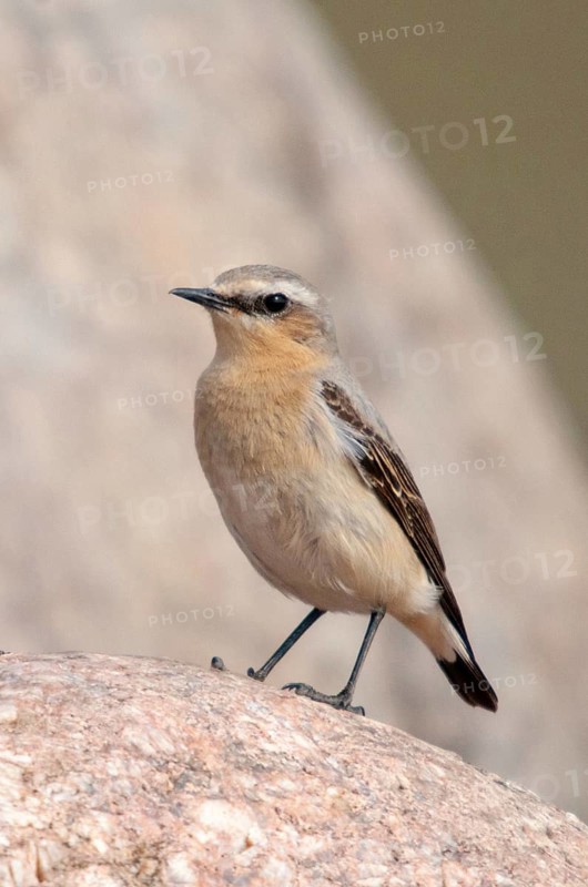Brandenburg, Germany, national natural heritage, Grünhaus natural paradise, oenanthe oenanthe, Steinschmätzer, wheatear, post-mining landscape, birds, female, green house, high size, portrait format, passeri, songbirds, birds, female