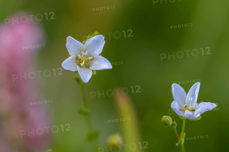 Nodular broiler herb, sagina nodosa, flora, knotted pearlwort, plants