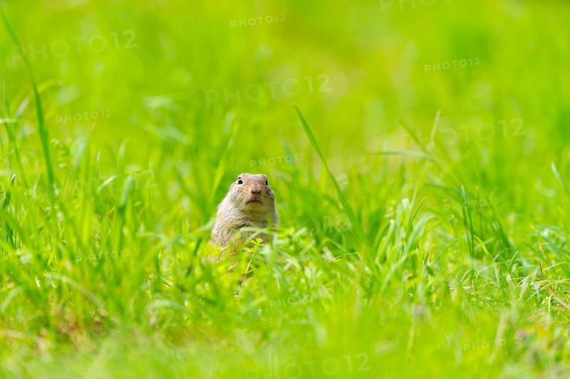 European ground squirrel (Spermophilus citellus) on a meadwo, Bavaria, Germany