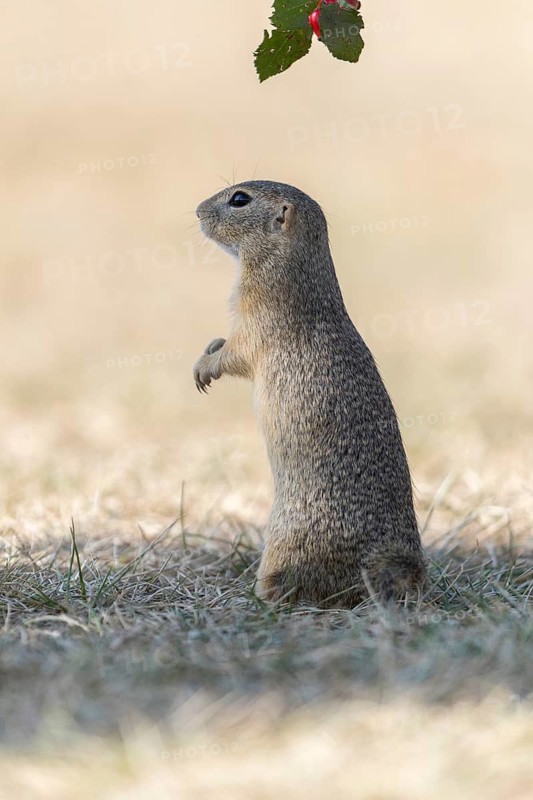 One European ground squirrel (Spermophilus citellus) or European souslik standing erected in dry grass and trying to catch some berries of rose hip (Rosa canina)