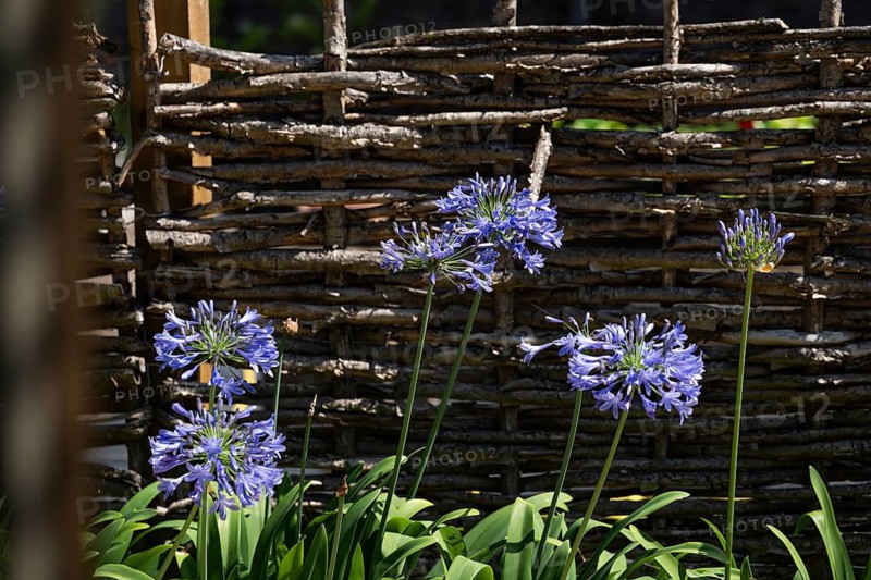 Blue agapanthus (Agapanthus africanus), in front of a wicker fence, Chelsea Physic Garden, historic botanical garden, the oldest botanical garden in London, founded in 1673 by the Worshipful Society of Apothecaries, Chelsea, England, United Kingdom