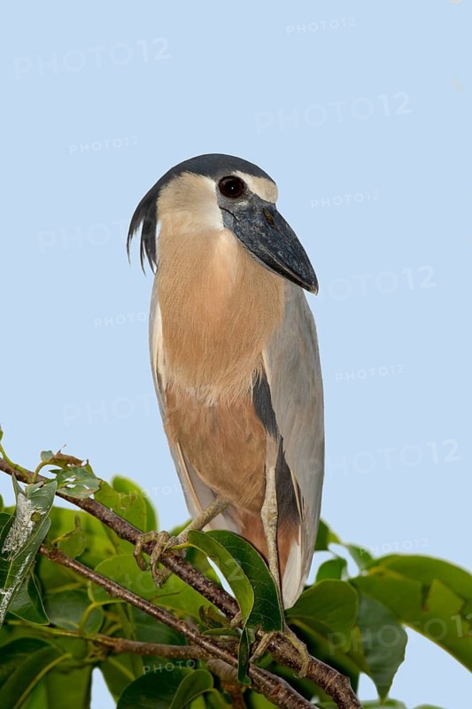 Boat-billed Heron Cochlearius cochlerius San Blas, Nayarit, Mexico 7 June Adult Ardeidae